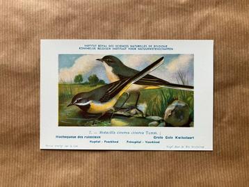Vogels der Belgische Fauna Nr. 7 Grote Gele Kwikstaart beschikbaar voor biedingen