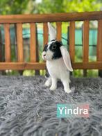 TER ADOPTIE!! gevaccineerde voedster, Dieren en Toebehoren, Klein