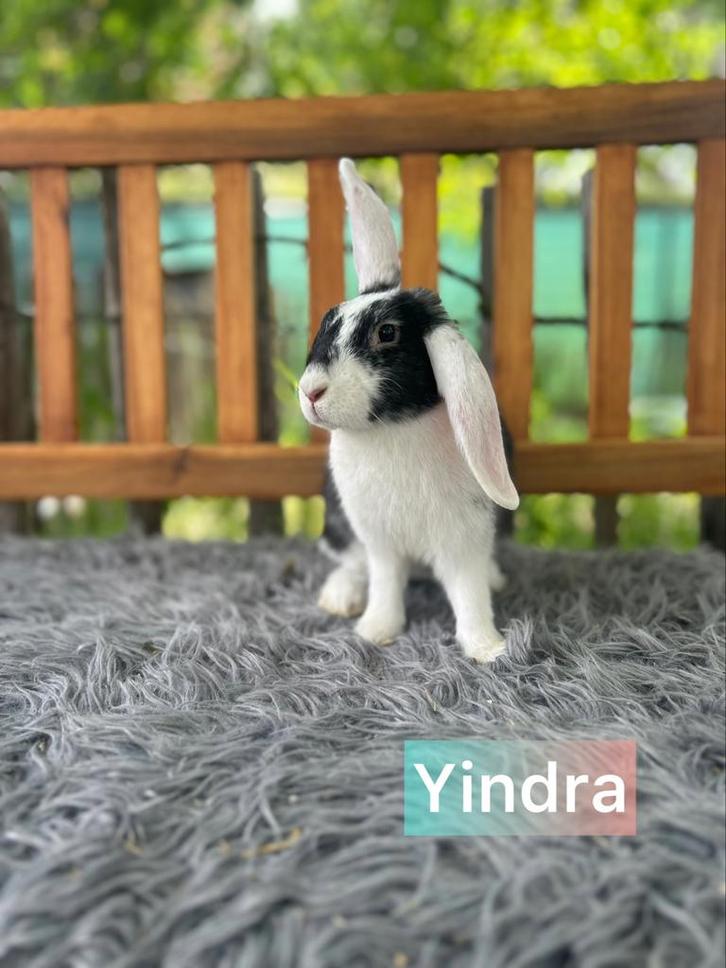 TER ADOPTIE!! gevaccineerde voedster, Dieren en Toebehoren, Konijnen, Klein