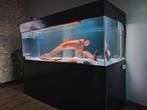 Grote aquarium te koop compleet met bioloog, Dieren en Toebehoren, Vissen | Aquaria en Toebehoren, Ophalen, Zo goed als nieuw