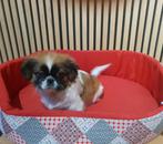 Chiots Shihtzu, Parvovirose, Plusieurs, Belgique, 8 à 15 semaines