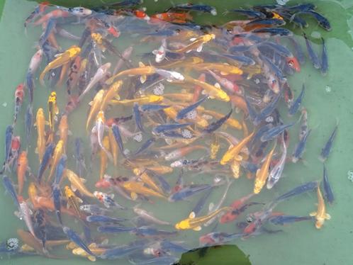 siervissen: koi,goudvis, shubunkin,steur,winde,zeelt,..., Animaux & Accessoires, Poissons | Poissons d'étang, Esturgeon