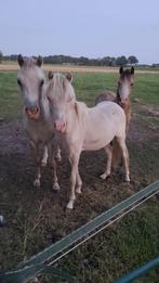 2,5 jarige Valk appaloosa Welsh (NWPCS), Dieren en Toebehoren, Hengst, B pony (1.17m tot 1.27m), Onbeleerd, Recreatiepony