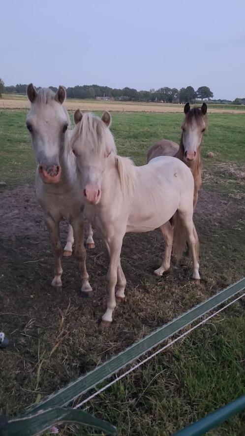 2,5 jarige Valk appaloosa Welsh (NWPCS), Dieren en Toebehoren, Pony's, Hengst, Onbeleerd, B pony (1.17m tot 1.27m), Recreatiepony