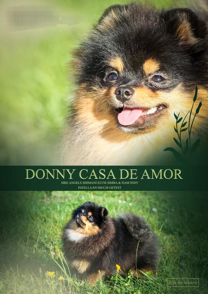 Staat ter dekking FCI pomeranian dwergkees pomeriaan, Dieren en Toebehoren, Honden | Poolhonden, Keeshonden en Oertypen, Reu, Keeshond