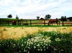 Paardenbox & weidegang DSL9, Weidegang, 1 paard of pony