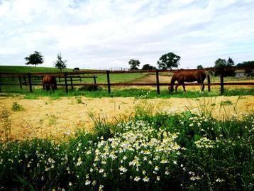 Paardenbox & weidegang DSL9 beschikbaar voor biedingen