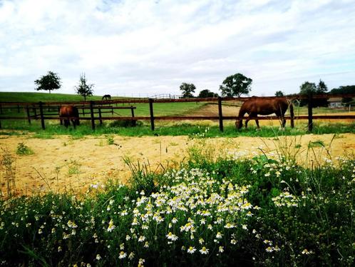 Paardenbox & weidegang DSL9, Dieren en Toebehoren, Stalling en Weidegang, Stalling, Weidegang, 1 paard of pony
