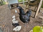 Kuikens kruising Ayam cemani, Dieren en Toebehoren, Geslacht onbekend, Kip