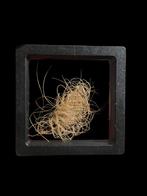 Mooi stuk mammoet haar uit Siberië ( Rusland  ), Verzamelen, Ophalen of Verzenden, Fossiel