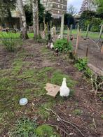 Zijdehoenders, Dieren en Toebehoren