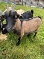 Dwerggeit mieke, Dieren en Toebehoren, Schapen, Geiten en Varkens, Vrouwelijk, Geit, 0 tot 2 jaar