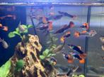 Guppy Red Tuxedo, Dieren en Toebehoren, Vis, Zoetwatervis, Schoolvis