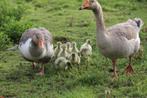 ganzen, Dieren en Toebehoren, Pluimvee, Geslacht onbekend, Gans of Zwaan