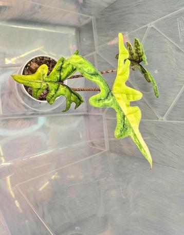 Alocasia Jacklyn Variegated / Tandurusa var  beschikbaar voor biedingen