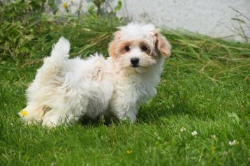 Maltipoo pups prachtige keuze beschikbaar voor biedingen