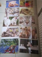 Collectie van 10 "katten" placemats