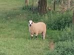 kerry hill lammetjes, Dieren en Toebehoren, Meerdere dieren, Schaap, 0 tot 2 jaar