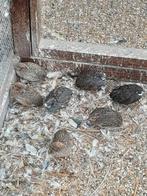Chinese dwergkwartels natuurbroed, Dieren en Toebehoren, Vogels | Overige Vogels, Meerdere dieren