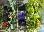 Hosta's, Vaste plant, Halfschaduw, Zomer, Ophalen