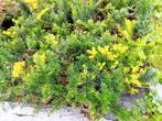TAXUS restpartij, Tuin en Terras, Planten | Struiken en Hagen, Ophalen, Taxus
