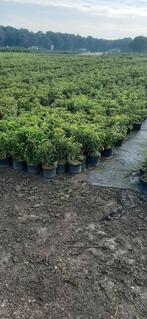 prunus lusitanica angustifolia, Tuin en Terras, Planten | Struiken en Hagen, Ophalen