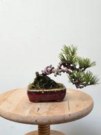 Prachtige shonin Japanse zwarte den bonsai, Tuin en Terras, Ophalen