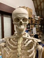 Merkala 3B Scientific skelet op statief model, Diversen, Schoolbenodigdheden, Gebruikt, Ophalen