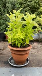 Siernetel  70 cm goog in terrakotta pot, Huis en Inrichting, Kamerplanten, Ophalen