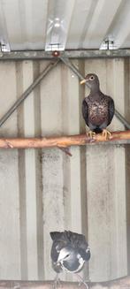 Wongaduiven, Dieren en Toebehoren, Vogels | Duiven