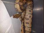 Spotnose clown vrouw breeder, Dieren en Toebehoren, Slang, 3 tot 6 jaar