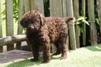 Prachtige medium Labradoodle pups (beide ouders labradoodle), België, Overige rassen, CDV (hondenziekte), 8 tot 15 weken