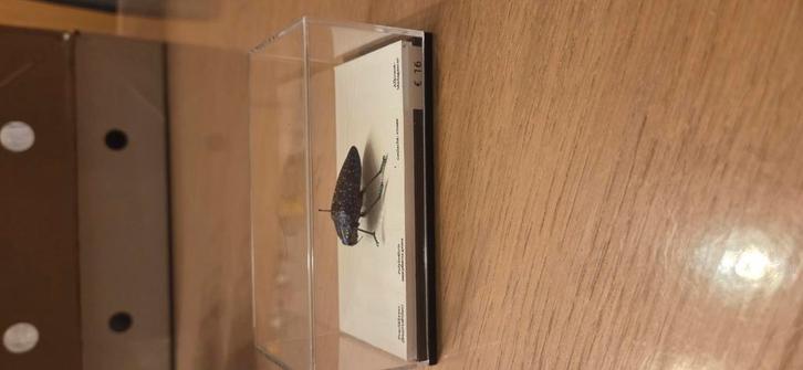 Prachtkever opgezet, Collections, Collections Animaux, Comme neuf, Insecte, Enlèvement