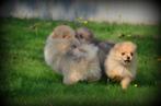 Keeshond pups (Pomeriaan), Dieren en Toebehoren, België, Keeshond, CDV (hondenziekte), 8 tot 15 weken