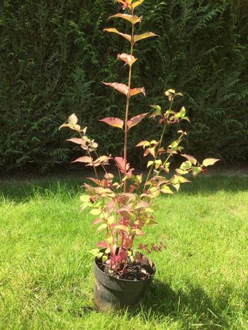 Arbre à faisan « Leycesteria » beschikbaar voor biedingen