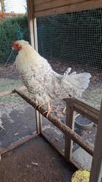 Haan (Zanghaan), Dieren en Toebehoren, Pluimvee