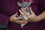 Chihuahua pup prachtige keuze, Dieren en Toebehoren, België, 15 weken tot 1 jaar, CDV (hondenziekte), Meerdere