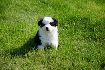 Australische herder pups geboren op boerderij beschikbaar voor biedingen