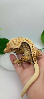 0.1 Drippy Extreme Tricolor Harlequin wimpergekko vrouw, Dieren en Toebehoren, Reptielen en Amfibieën, Hagedis, Met terrarium