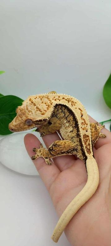 0.1 Drippy Extreme Tricolor Harlequin wimpergekko vrouw beschikbaar voor biedingen