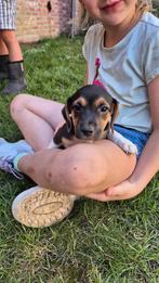 Jack Russel reutjes, Dieren en Toebehoren, België, Fokker | Hobbymatig, Jack Russell Terriër, Reu