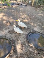 Witte Eend 3 mannetjes, Dieren en Toebehoren, Eend