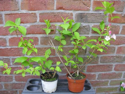 Vend ou échange weigelia rose, Tuin en Terras, Planten | Struiken en Hagen, Struik, Overige soorten, 100 tot 250 cm, Ophalen