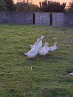 5 jonge witte ganzen te koop, Dieren en Toebehoren, Gans of Zwaan
