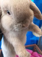 Raszuiver minilopkonijn, Dieren en Toebehoren