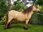 Schetlandpony met Belgisch Stamboek, Dieren en Toebehoren, Paarden, Merrie, Gechipt