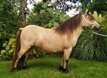 Schetlandpony met Belgisch Stamboek beschikbaar voor biedingen