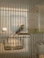 Botvinkpoppen, mutatie, Dieren en Toebehoren, Vogels | Overige Vogels