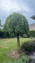 Katjeswilg op stam, Tuin en Terras, Planten | Bomen, Ophalen, 250 tot 400 cm