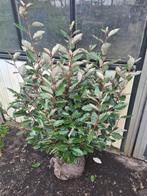 Olijfwilg compacta haagplanten tot ca. 125 cm, Ophalen of Verzenden, Overige soorten, Haag, 100 tot 250 cm